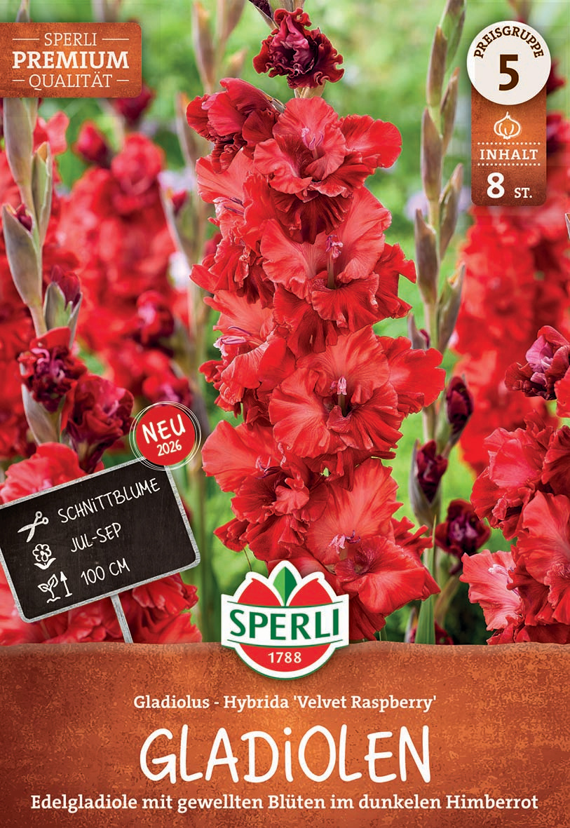Gladiole Velvet Raspberry