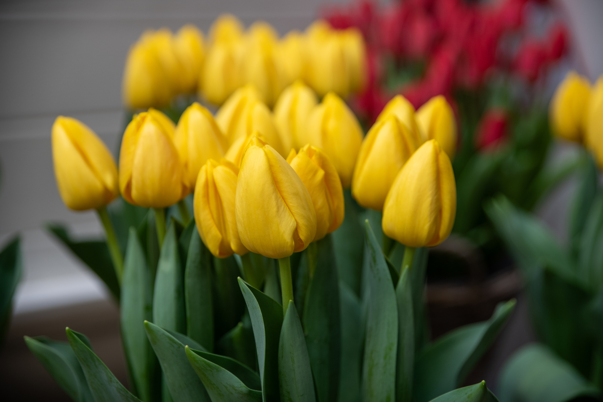 Darwin-Hybrid-Tulpen Novi Sun