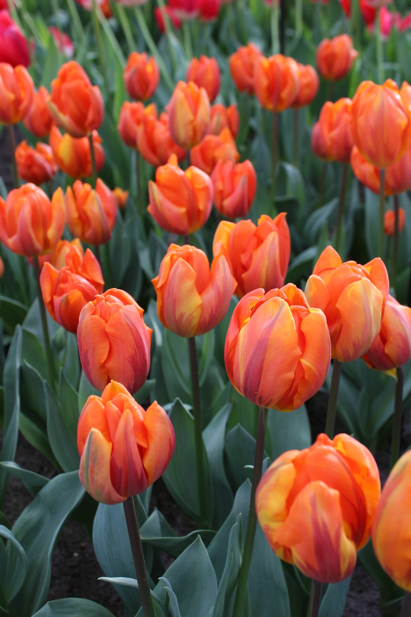 Triumph-Tulpen Hermitage