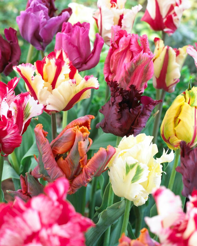 Papagei-Tulpen Mischung Papagei-Tulpen Mischung