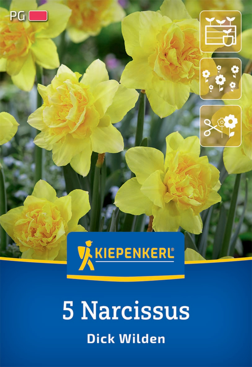 Gefüllte Narzisse Dick Wilden