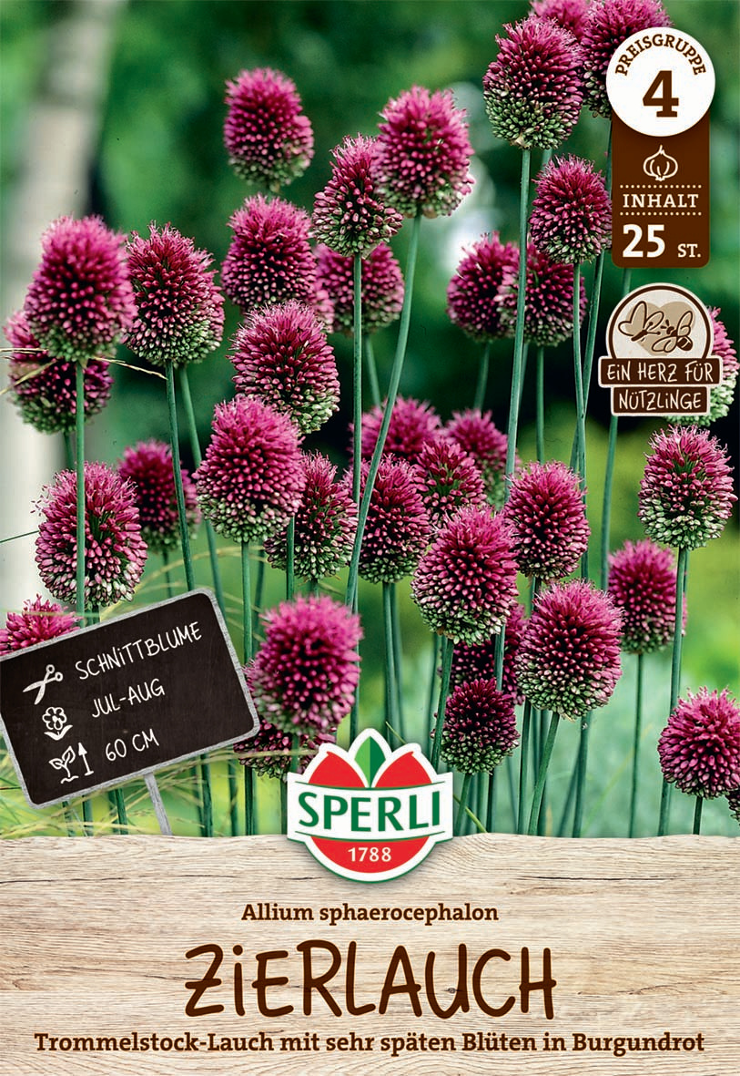 Zierlauch sphaerocephalon