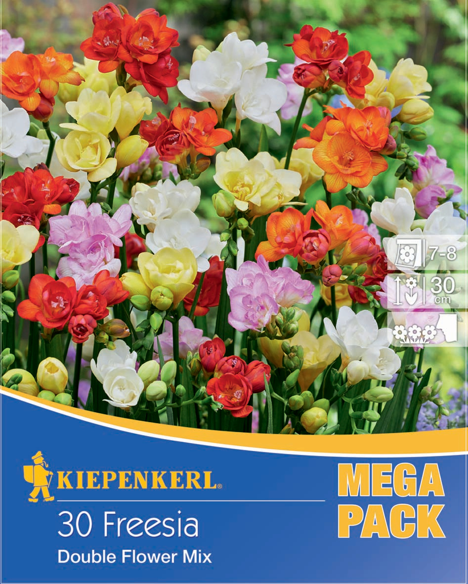 Freesien Mischung gefüllte Blüten