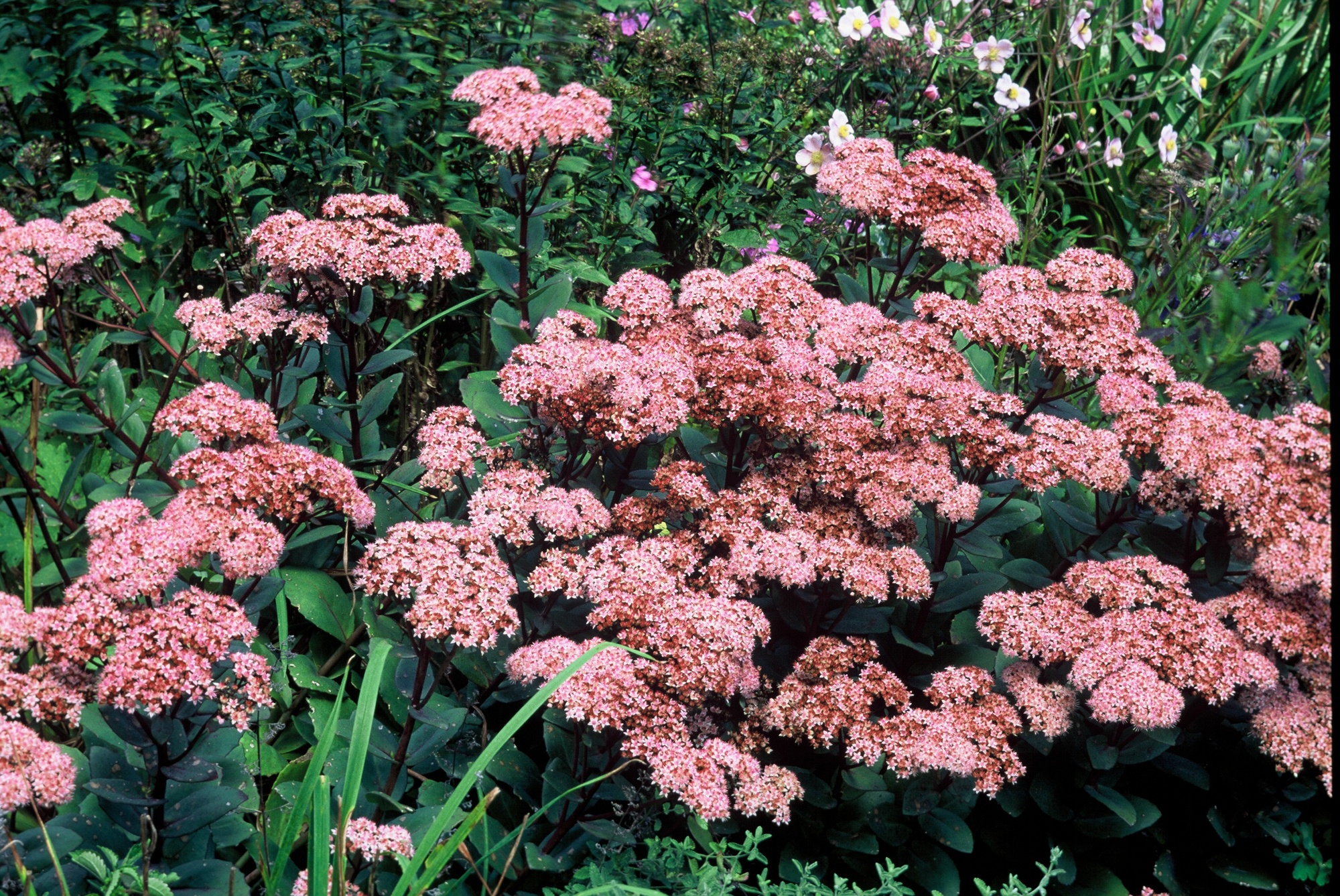 Hylotelephium telephium Matrona (syn. Sedum telephium)
