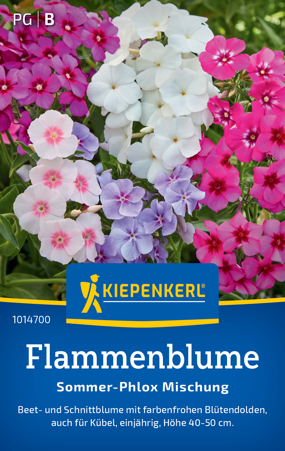 Flammenblume Sommer-Phlox Mischung