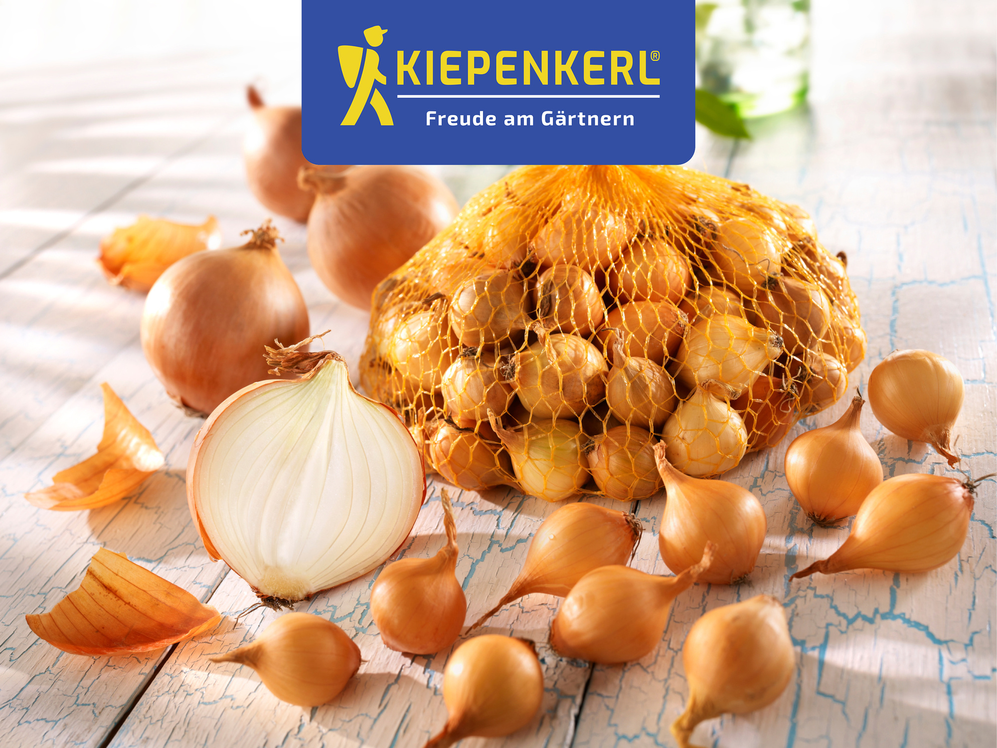 Steckzwiebel Stuttgarter Riesen, Gr.14/24, 500 g Steckzwiebel Stuttgarter Riesen, Gr.14/24, 500 g