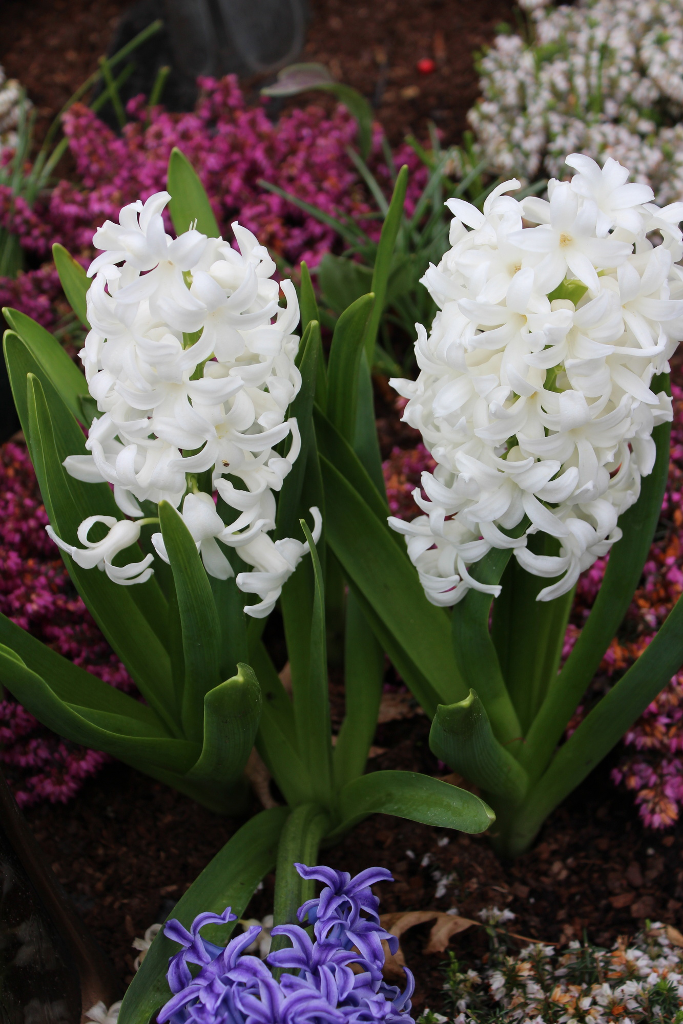 Hyazinthen White Pearl Hyazinthen White Pearl