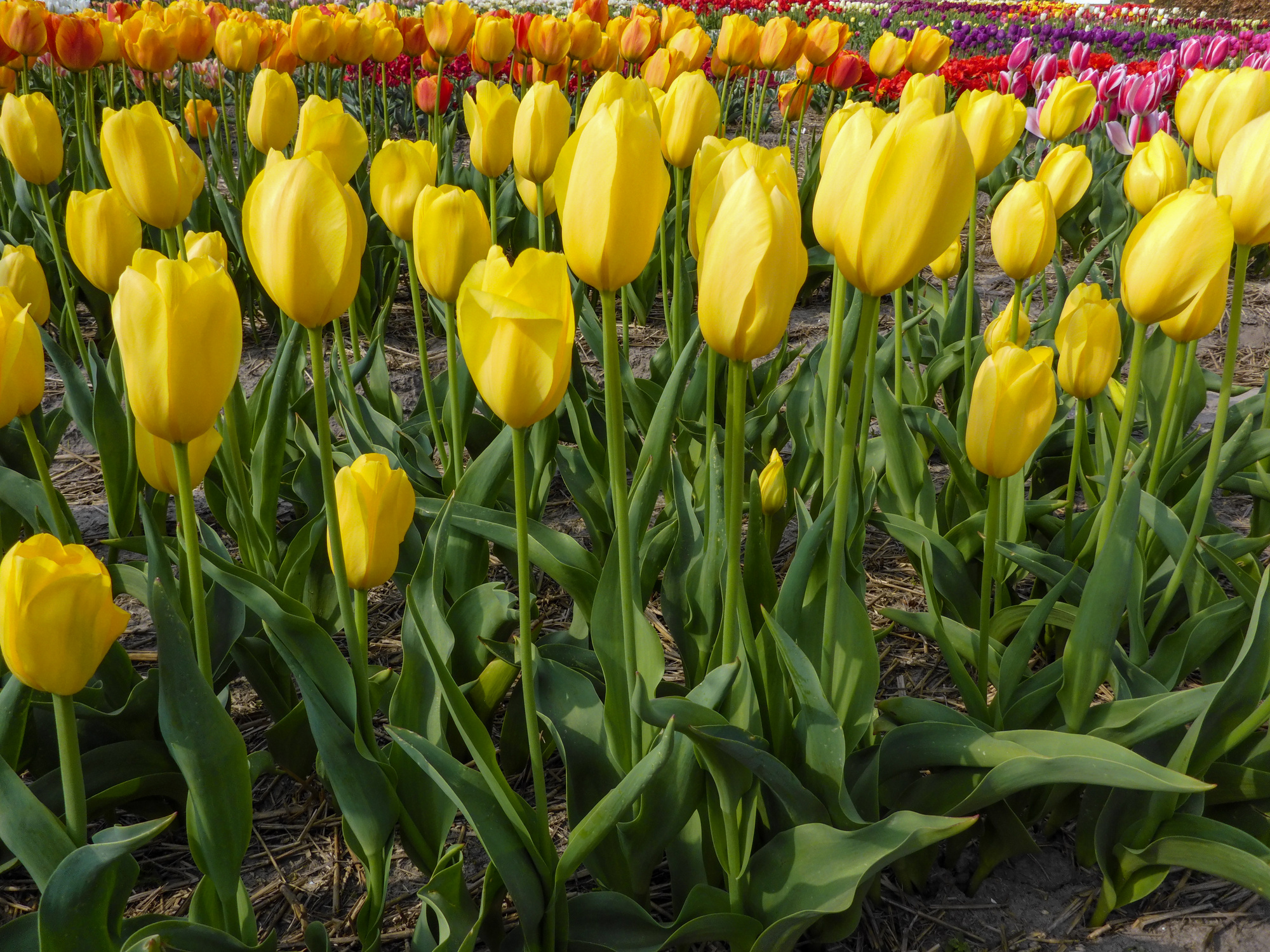 Einfache Späte Tulpen Big Smile Einfache Späte Tulpen Big Smile