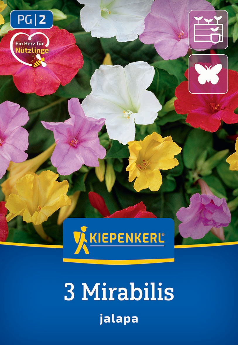 Wunderblume Wunderblume