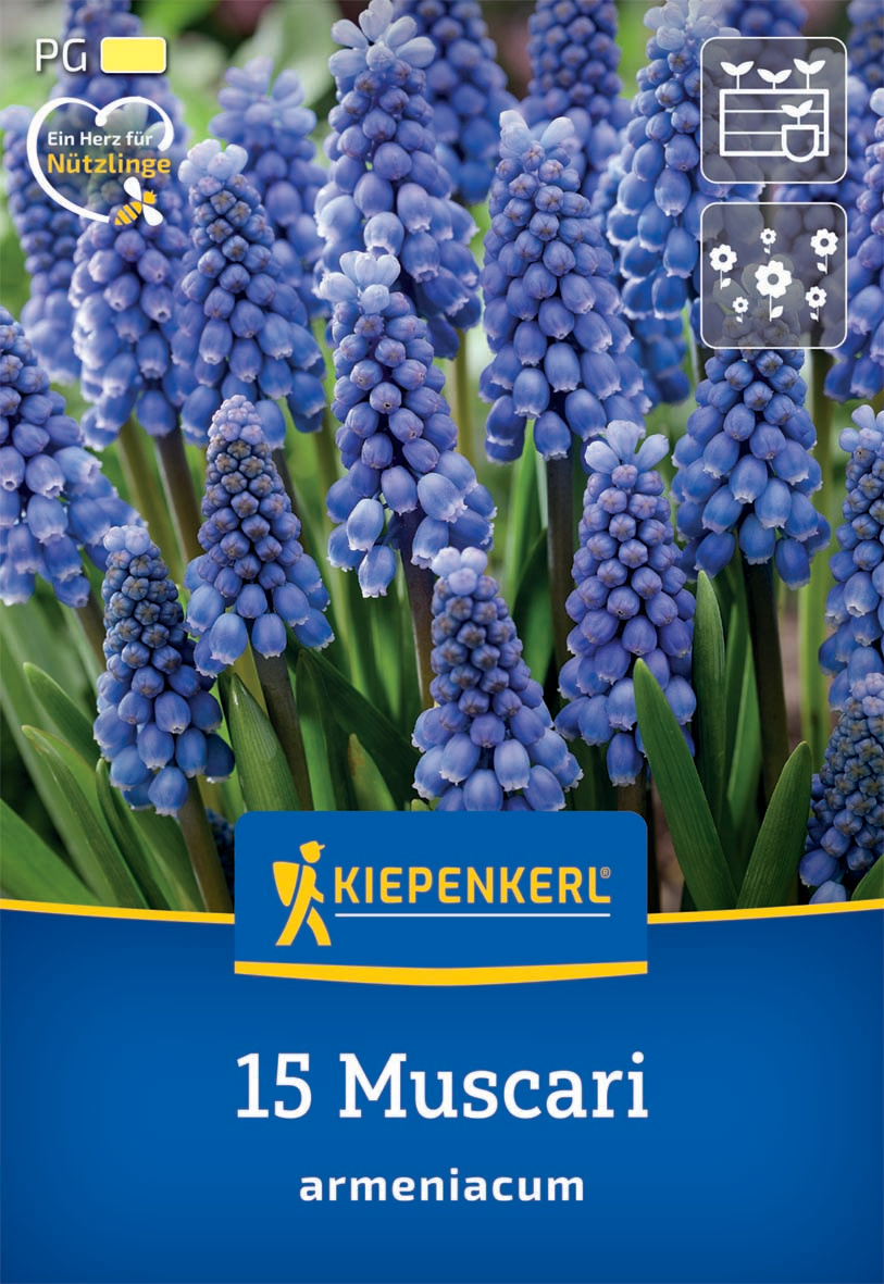 Armenische Traubenhyazinthe