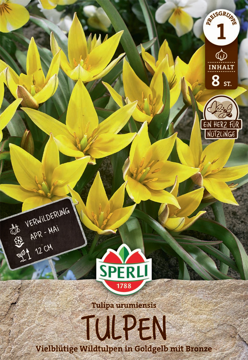 Wildtulpe urumiensis