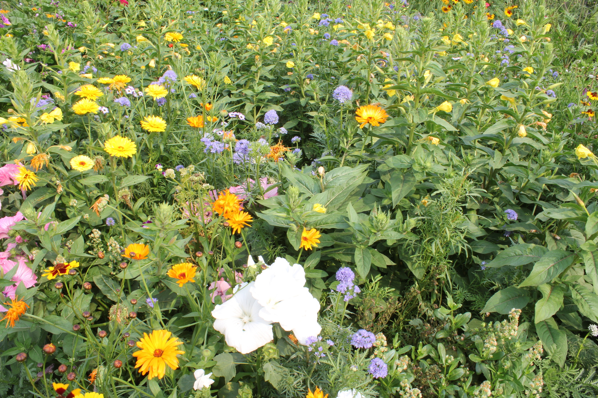 Schattenblumenmischung Schattenblumenmischung