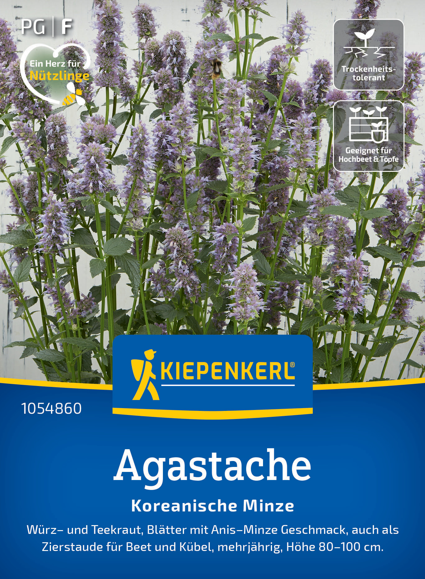 Agastache Koreanische Minze Agastache Koreanische Minze