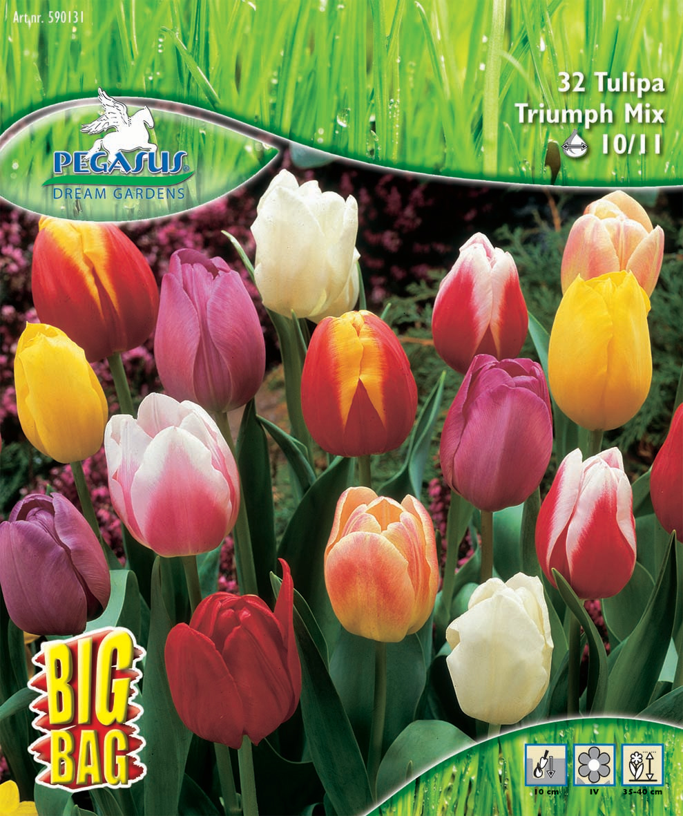 Pegasus BigBag Triumph Tulpe Mischung