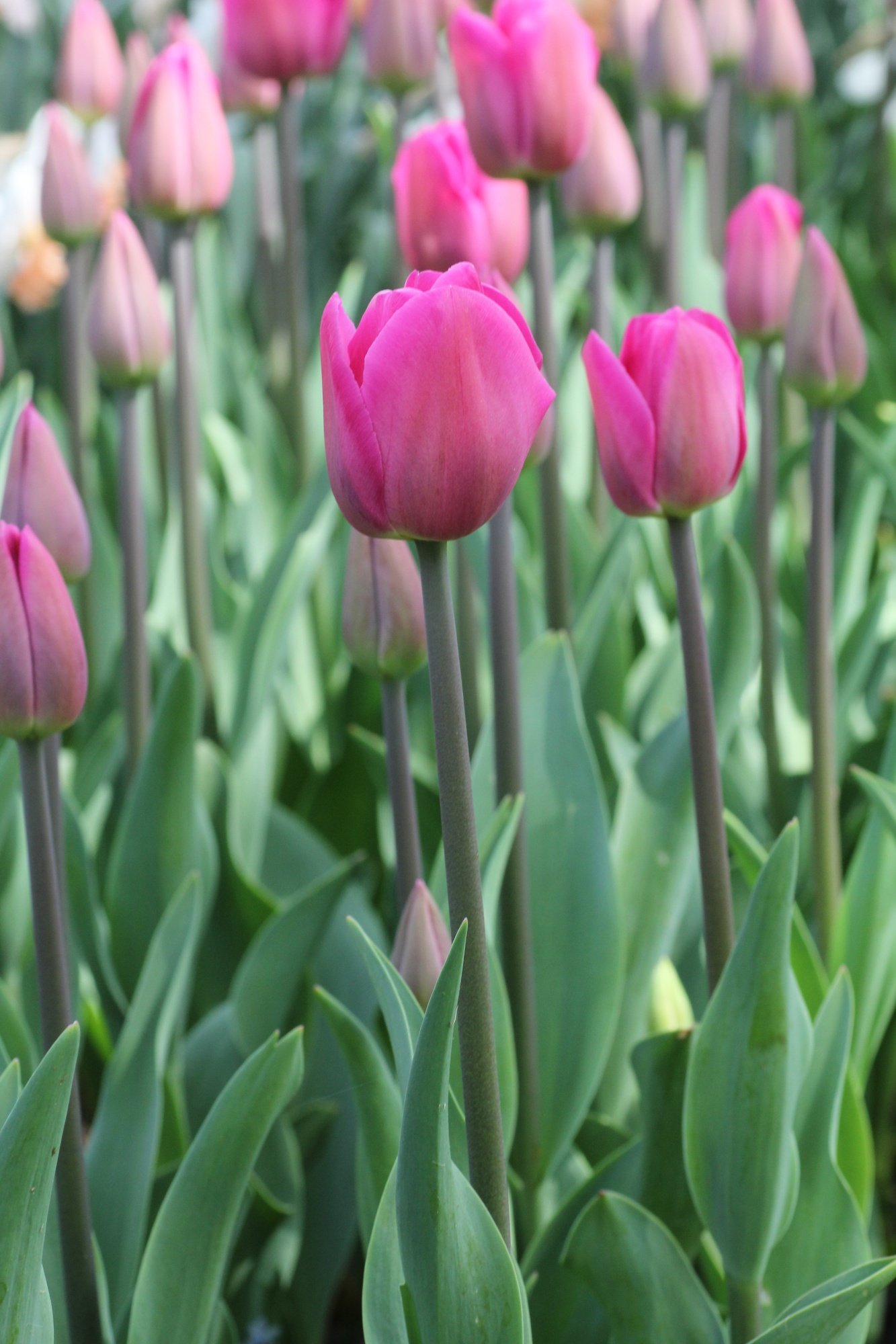 Triumph-Tulpen Barcelona