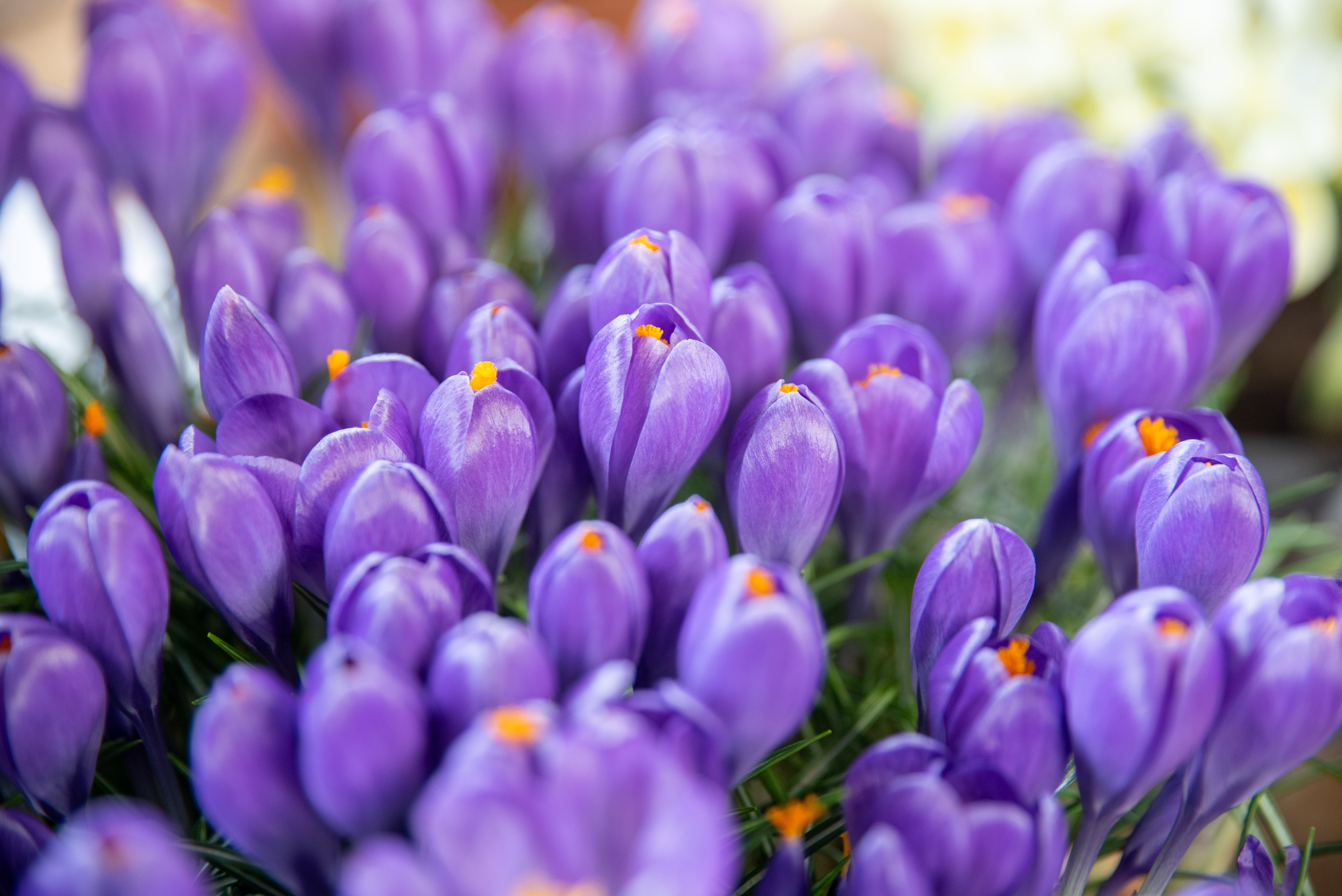 Crocus x cultorum Blue Ocean Crocus x cultorum Blue Ocean