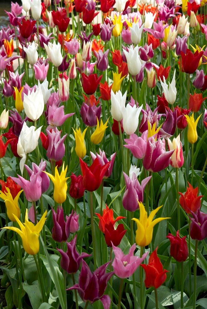 Lilienblütige Tulpen Mischung Lilienblütige Tulpen Mischung