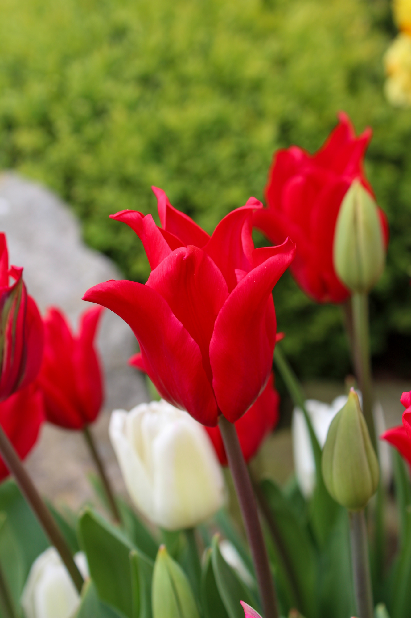 Lilienblütige Tulpen Pretty Woman Lilienblütige Tulpen Pretty Woman