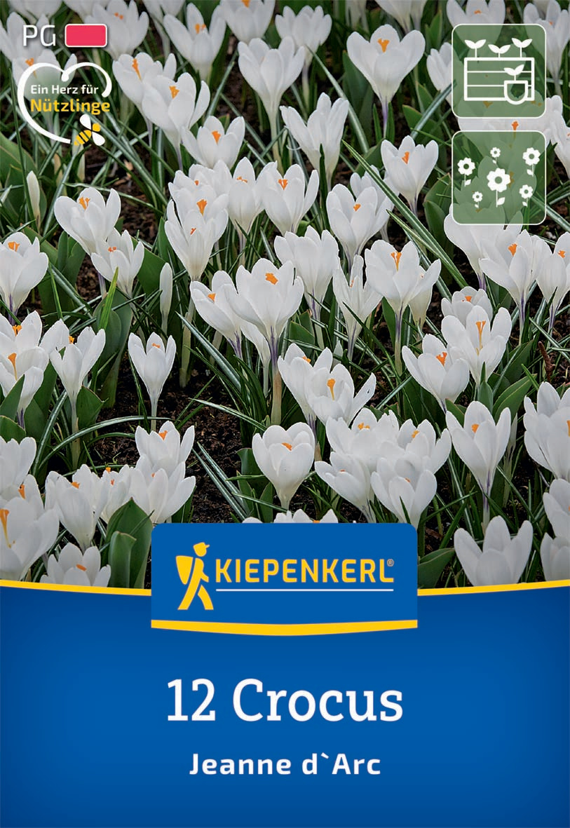 Großblumiger Krokus Jeanne d`Arc