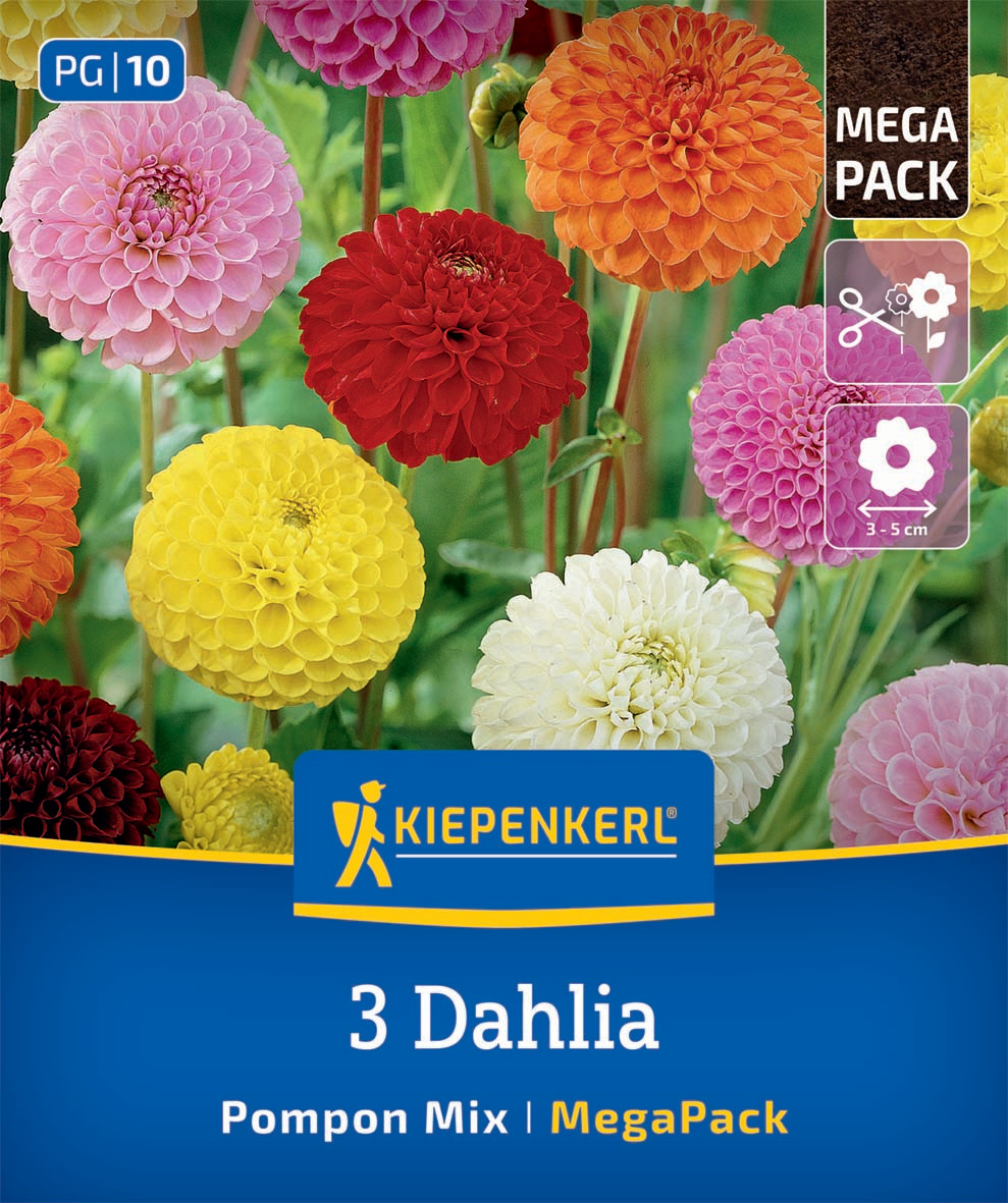 Pompon-Dahlie Mischung Pompon-Dahlie Mischung