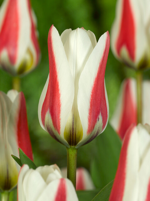 Fosteriana-Tulpen Border Legend Fosteriana-Tulpen Border Legend