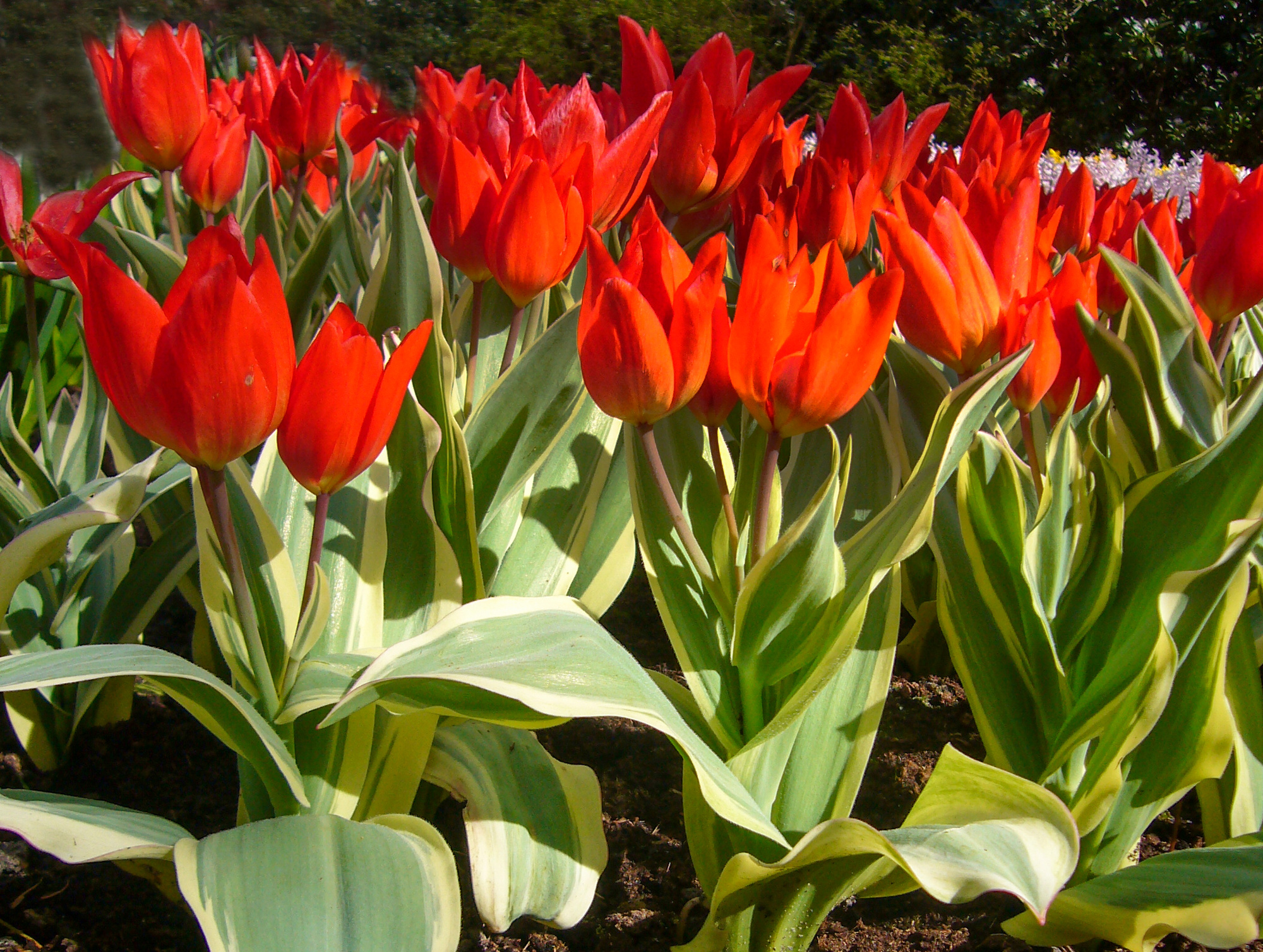 Botanische Tulpen T. praestans Unicum Botanische Tulpen T. praestans Unicum