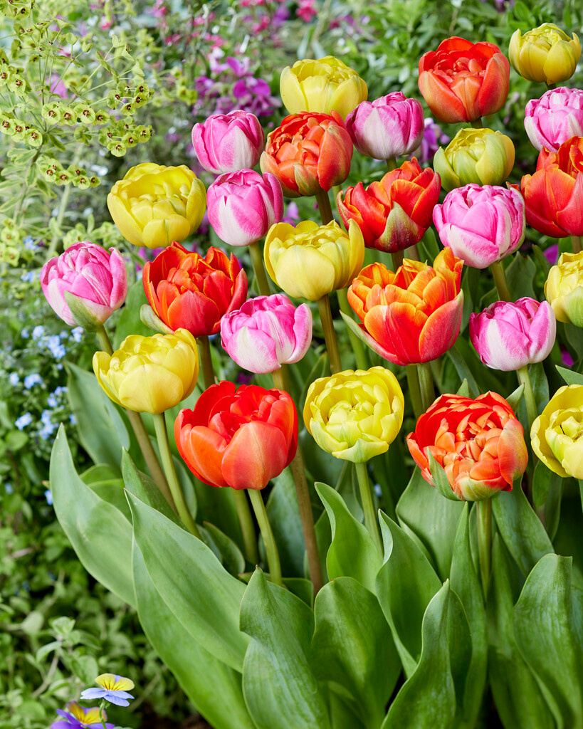 Tulpenmischung Evita Tulpenmischung Evita