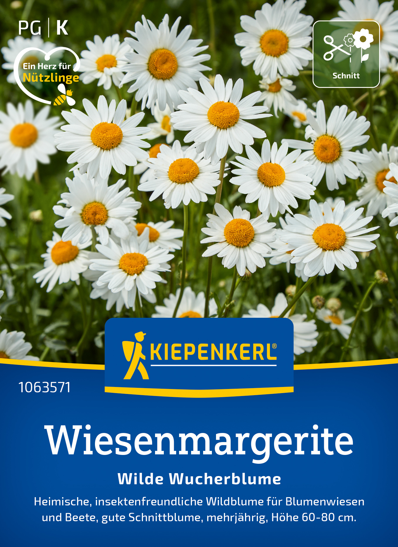 Wiesenmargerite Wiesenmargerite
