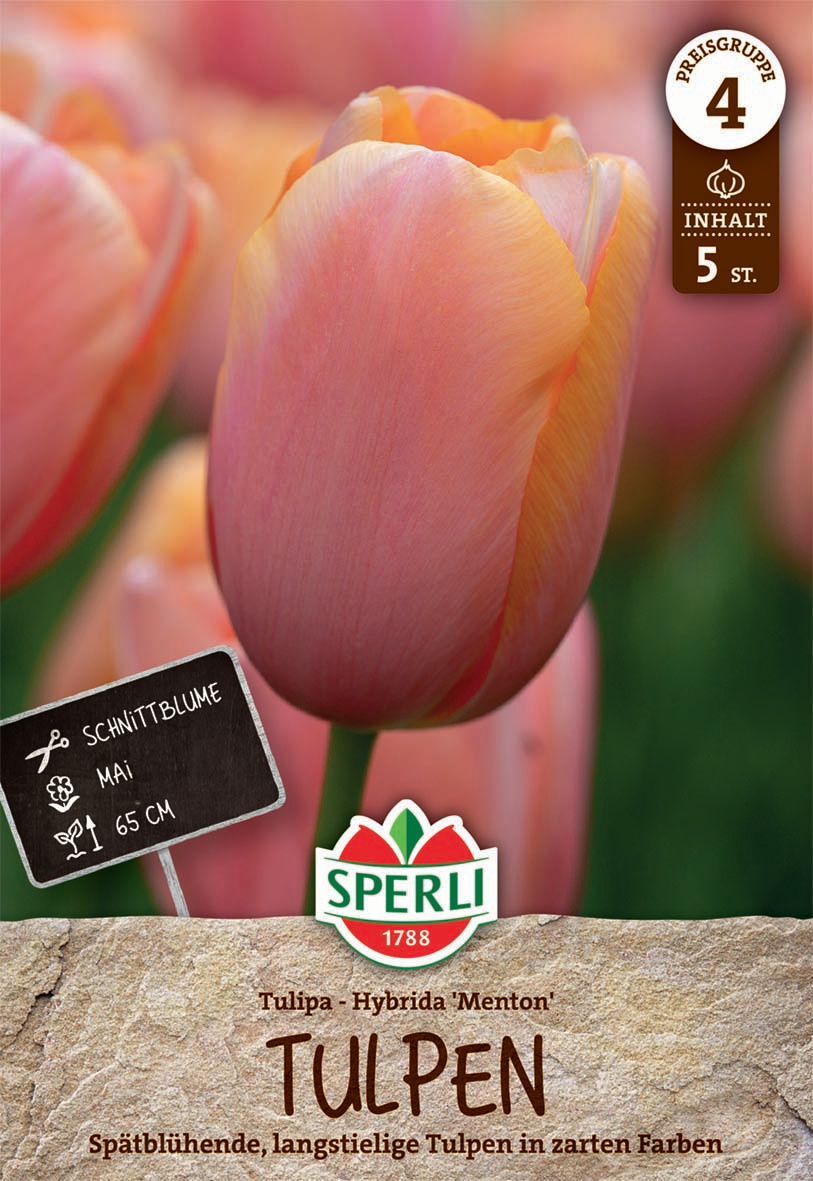 Einfache Späte Tulpe Menton
