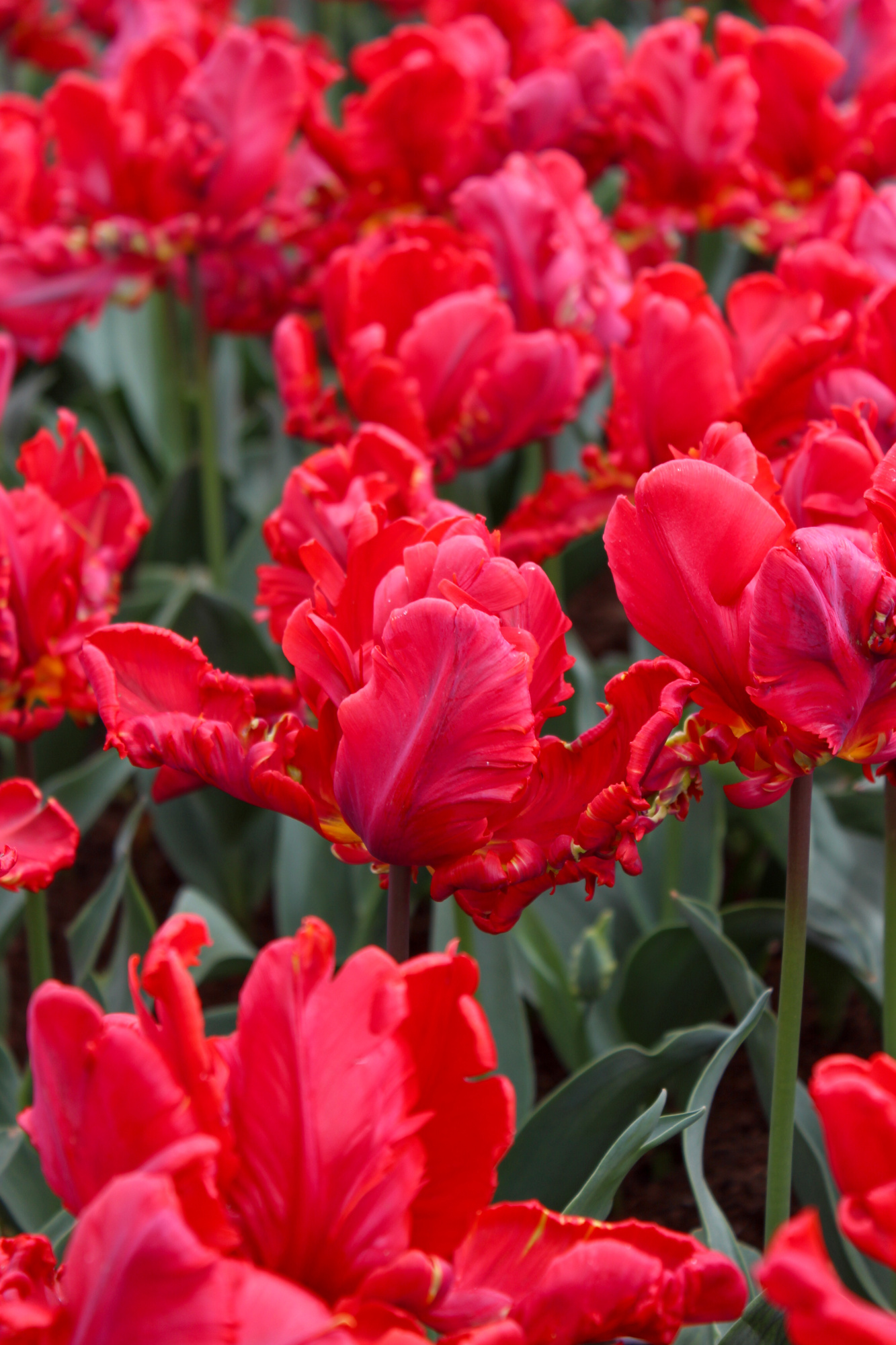 Papagei-Tulpen Rococo Papagei-Tulpen Rococo