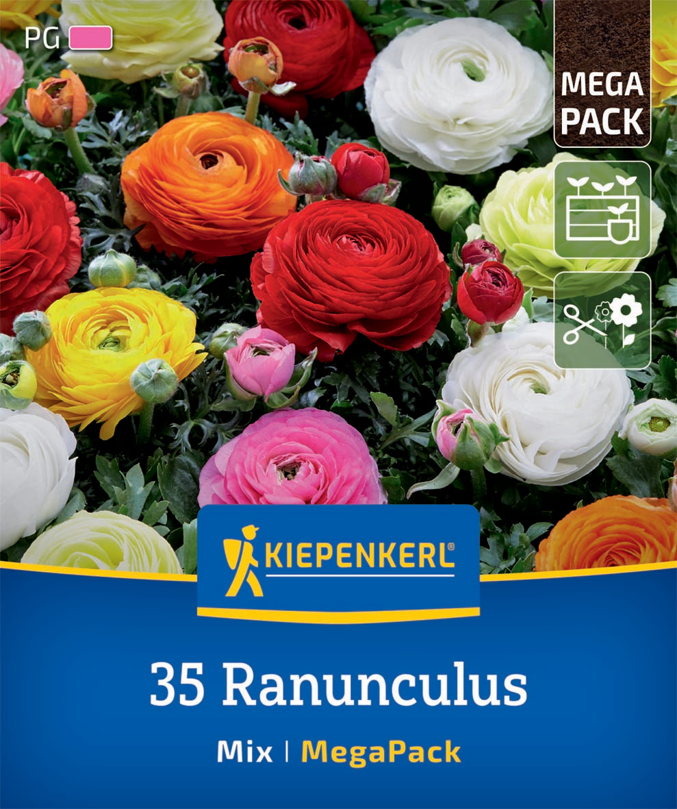 Mega-Pack Ranunkelmischung