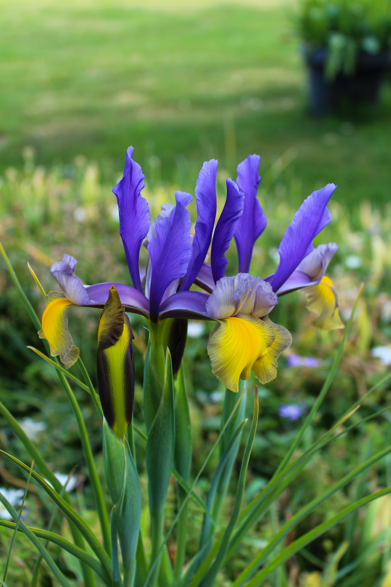 Iris hollandica Miss Saigon Iris hollandica Miss Saigon