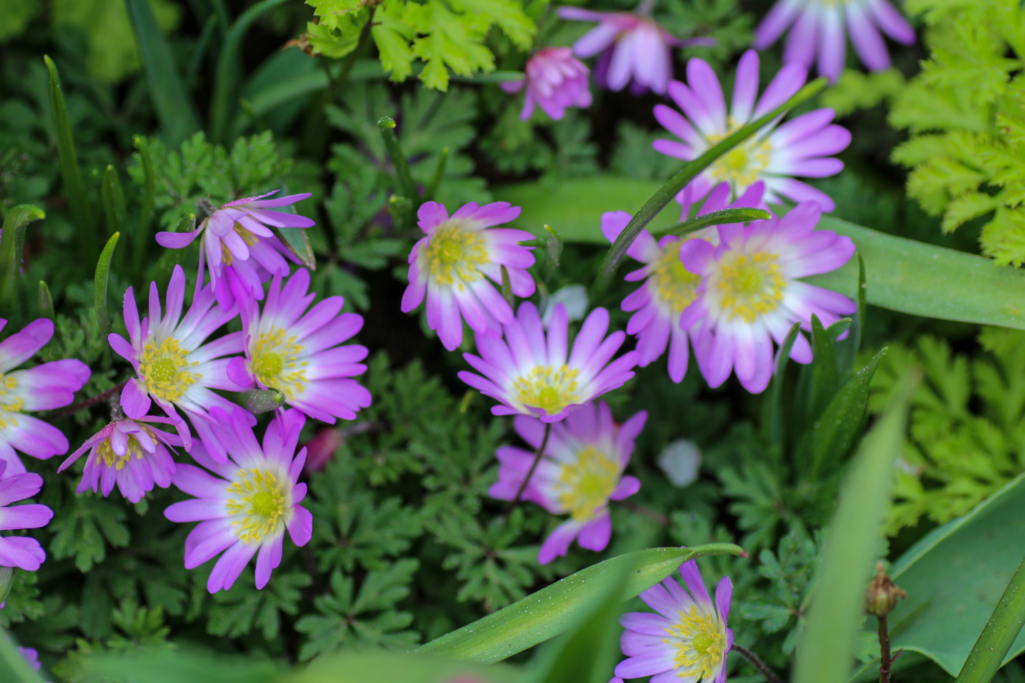Anemone blanda Charmer Anemone blanda Charmer