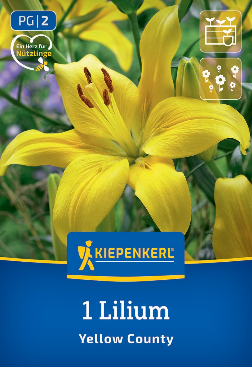 Asiatische Lilie Yellow County Asiatische Lilie Yellow County