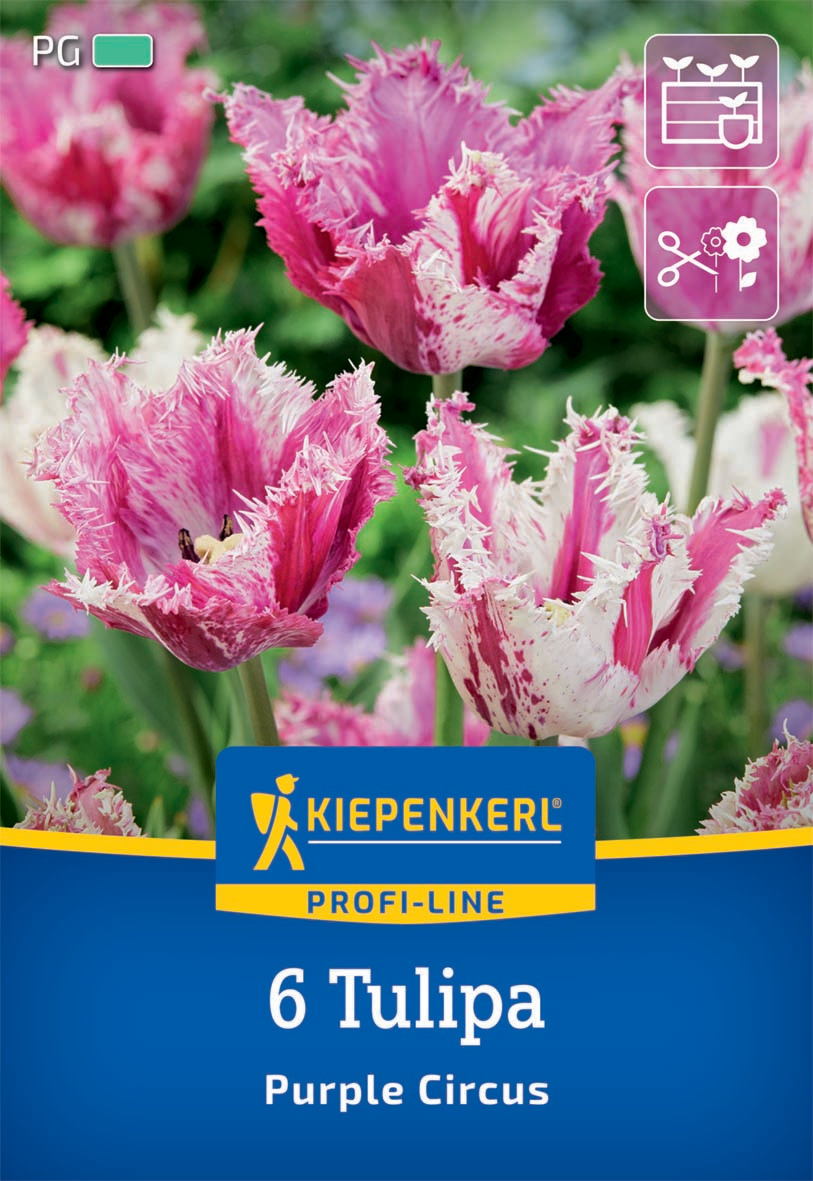 Profi-Line Gefranste Tulpe Purple Circus