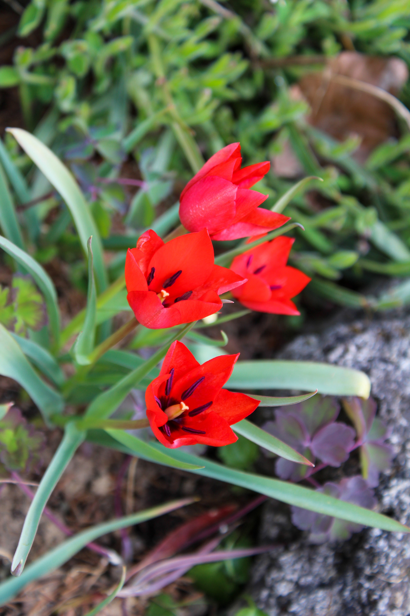 Botanische Tulpen T. wilsoniana Botanische Tulpen T. wilsoniana
