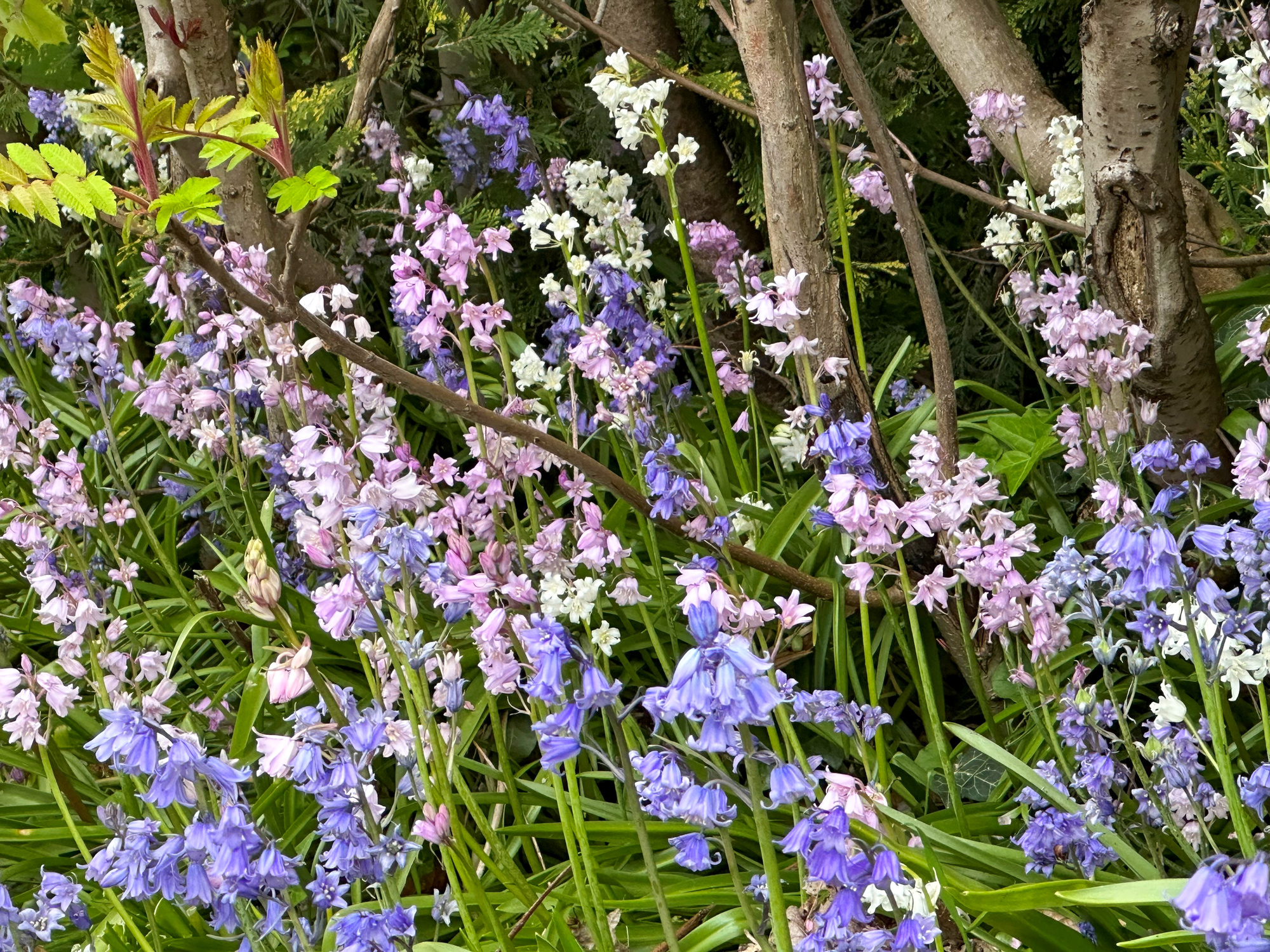 Hyacinthoides hispanica Mischung Hyacinthoides hispanica Mischung