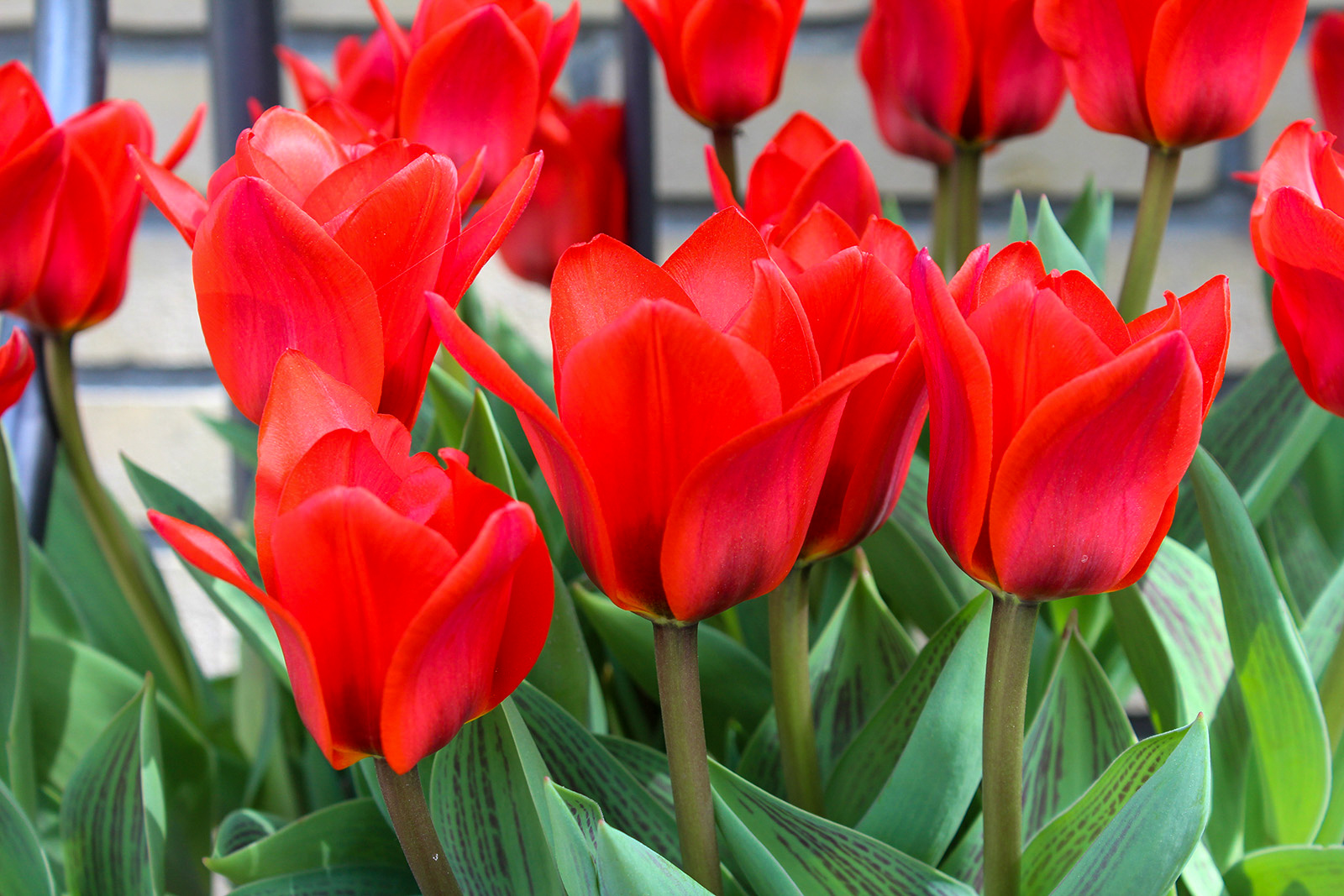Greigii-Tulpen Rotkäppchen