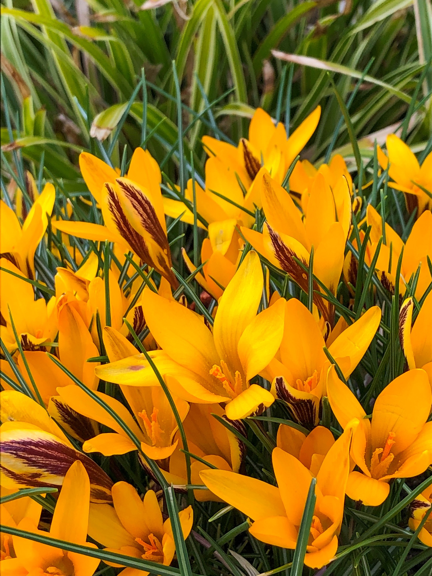 Crocus angustifolius Crocus angustifolius