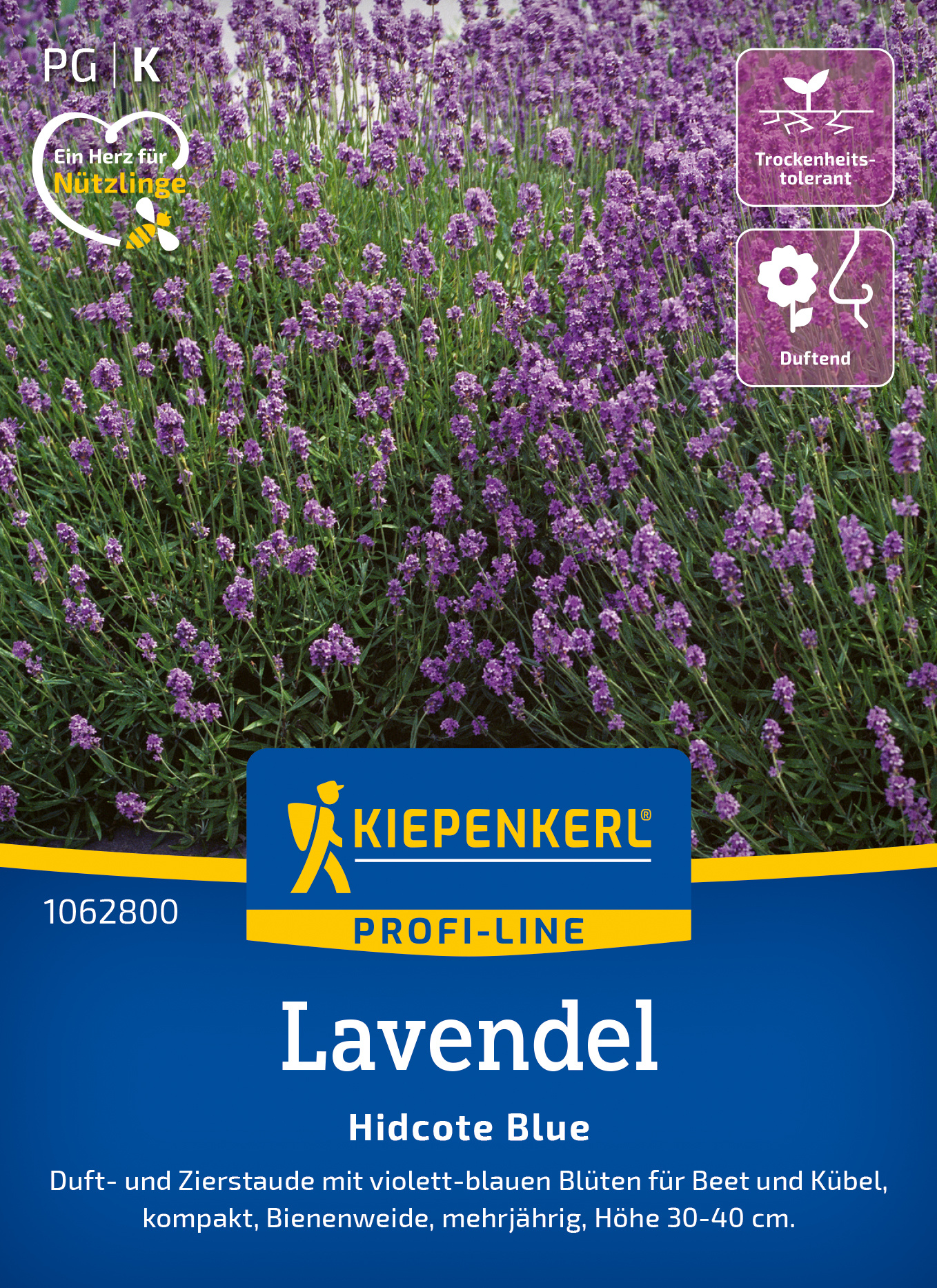 Lavendel Hidcote Blue Lavendel Hidcote Blue