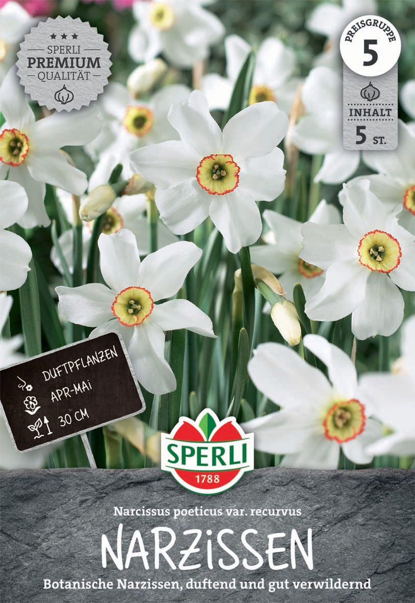 Premium Botanische Narzisse poeticus var. recurvus