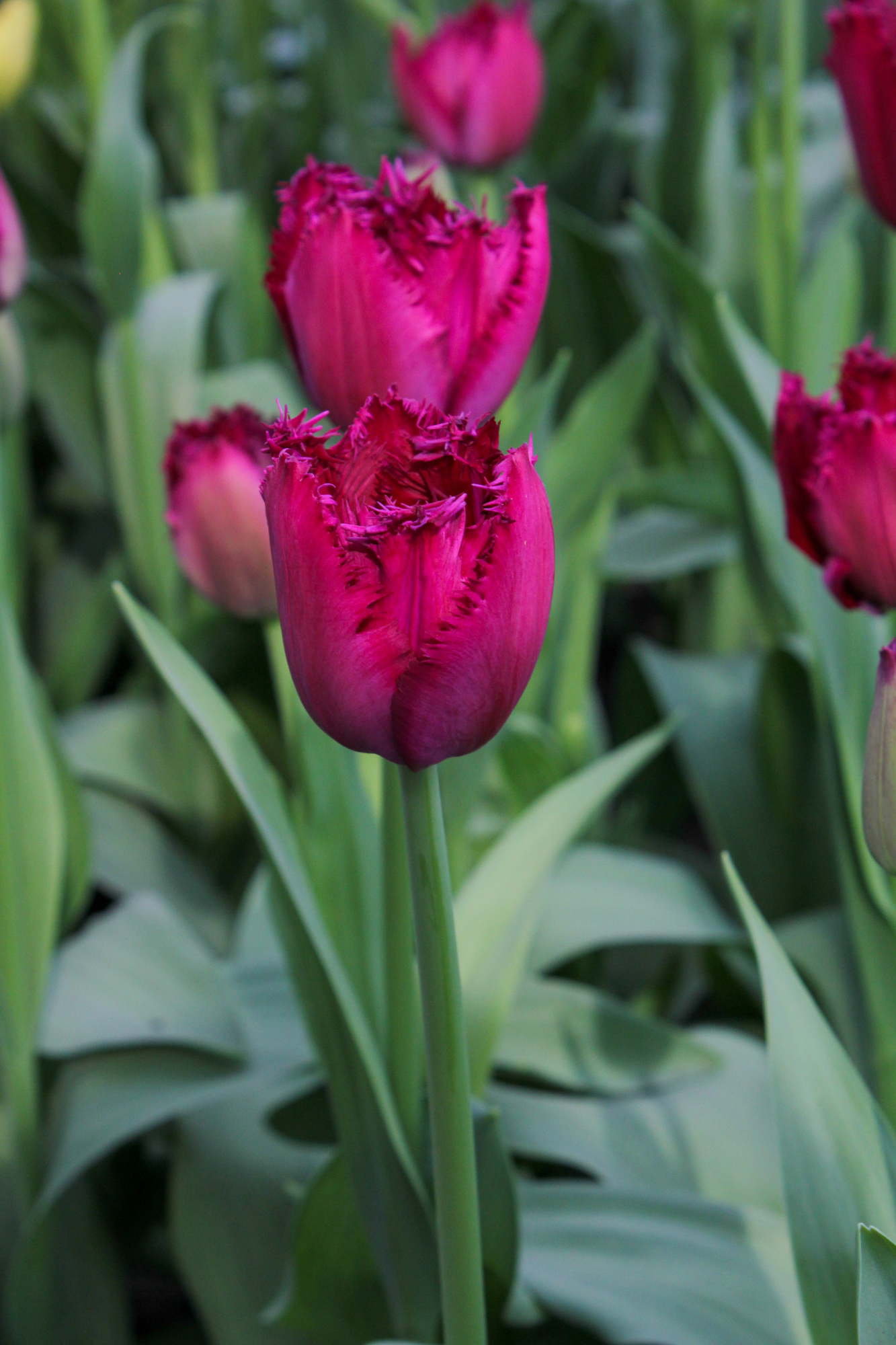 Gefranste Tulpen Curly Sue Gefranste Tulpen Curly Sue
