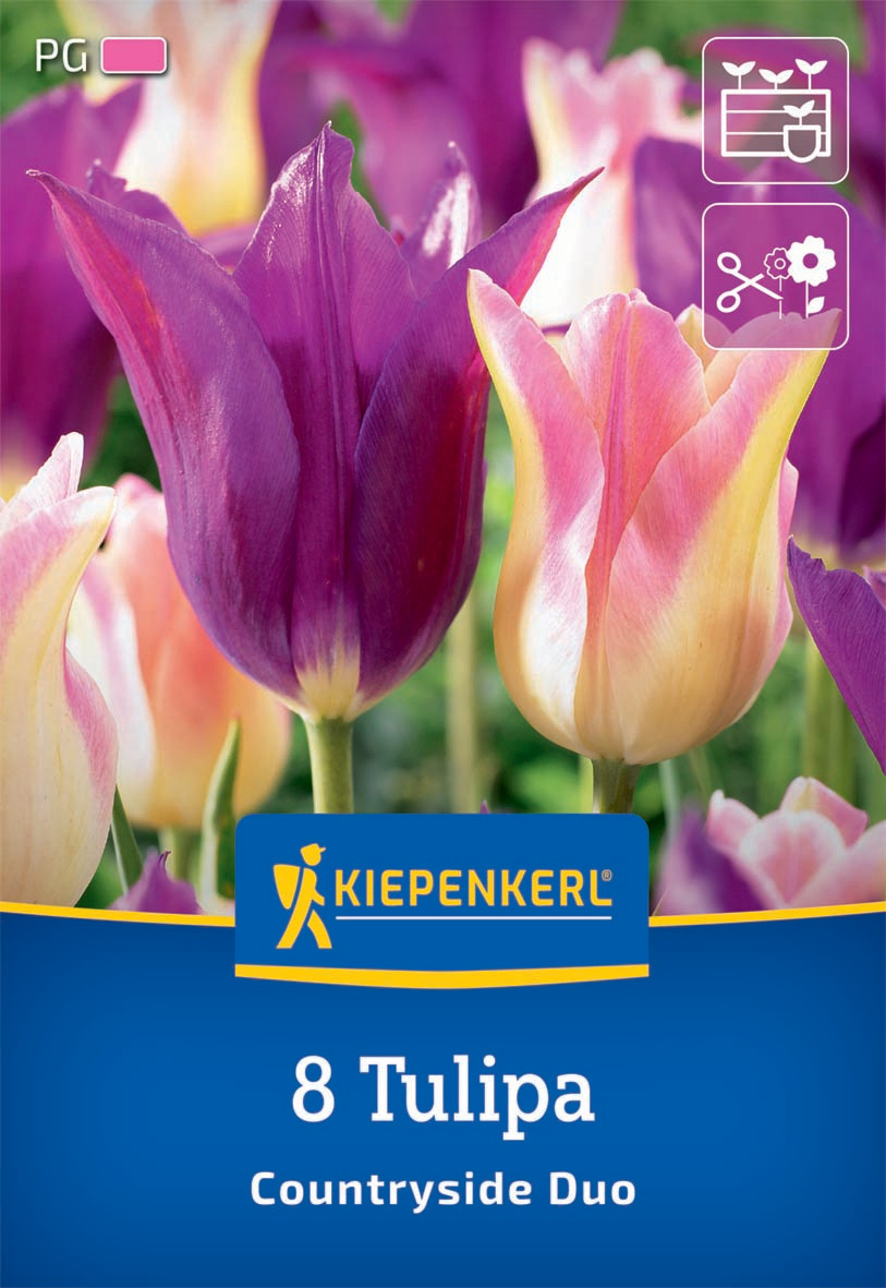Tulpen Mix Countryside