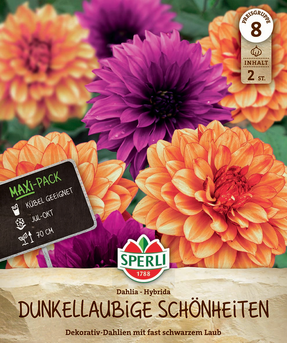 Maxi Pack Dahlien Dunkle Schönheiten