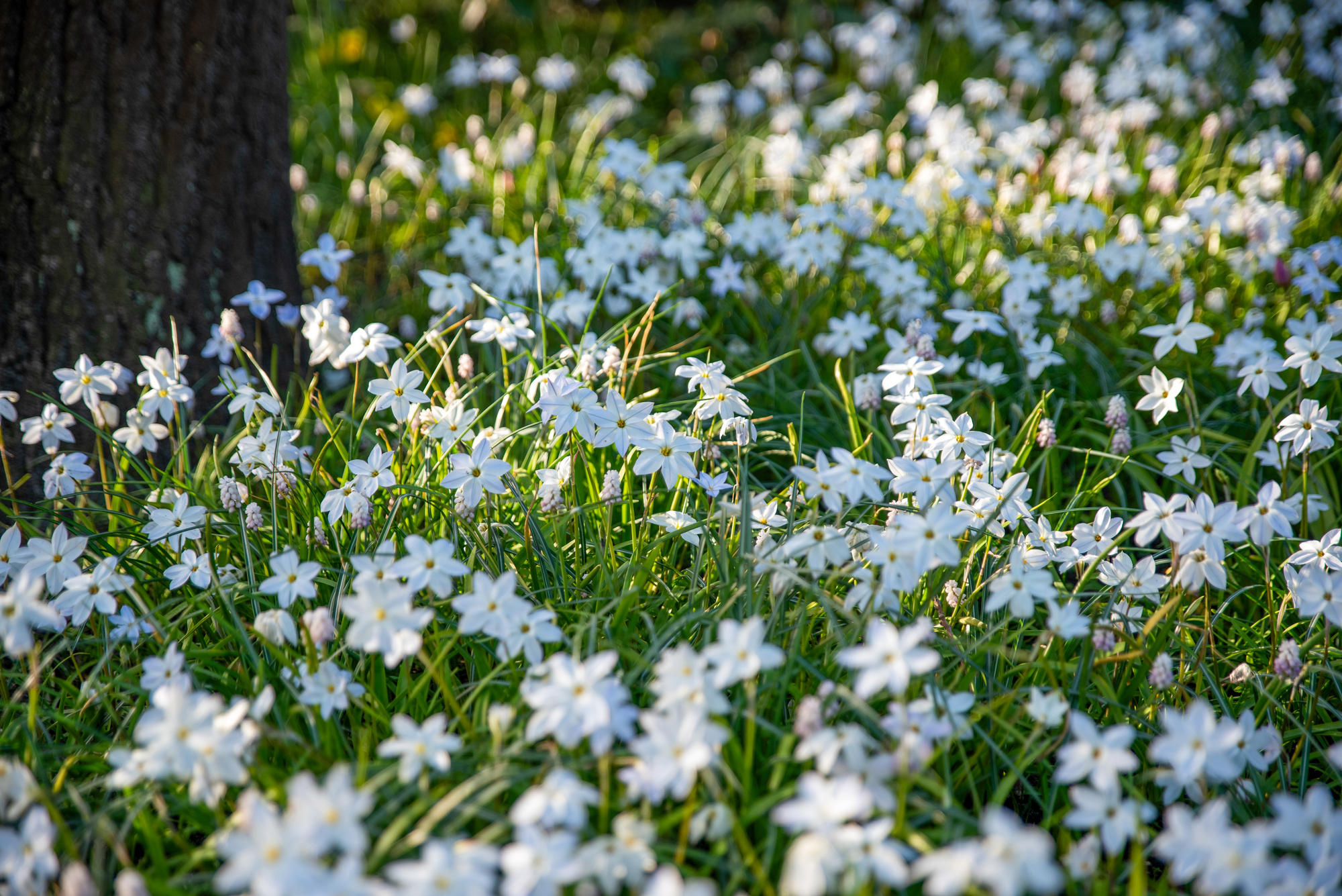 Ipheion uniflorum