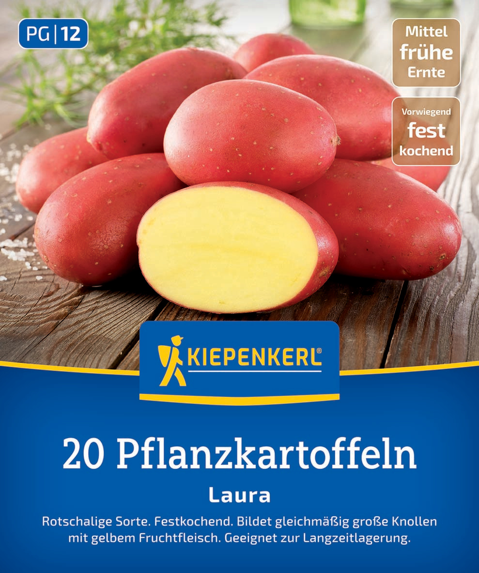 Pflanzkartoffel Laura, 20 St Pflanzkartoffel Laura, 20 St