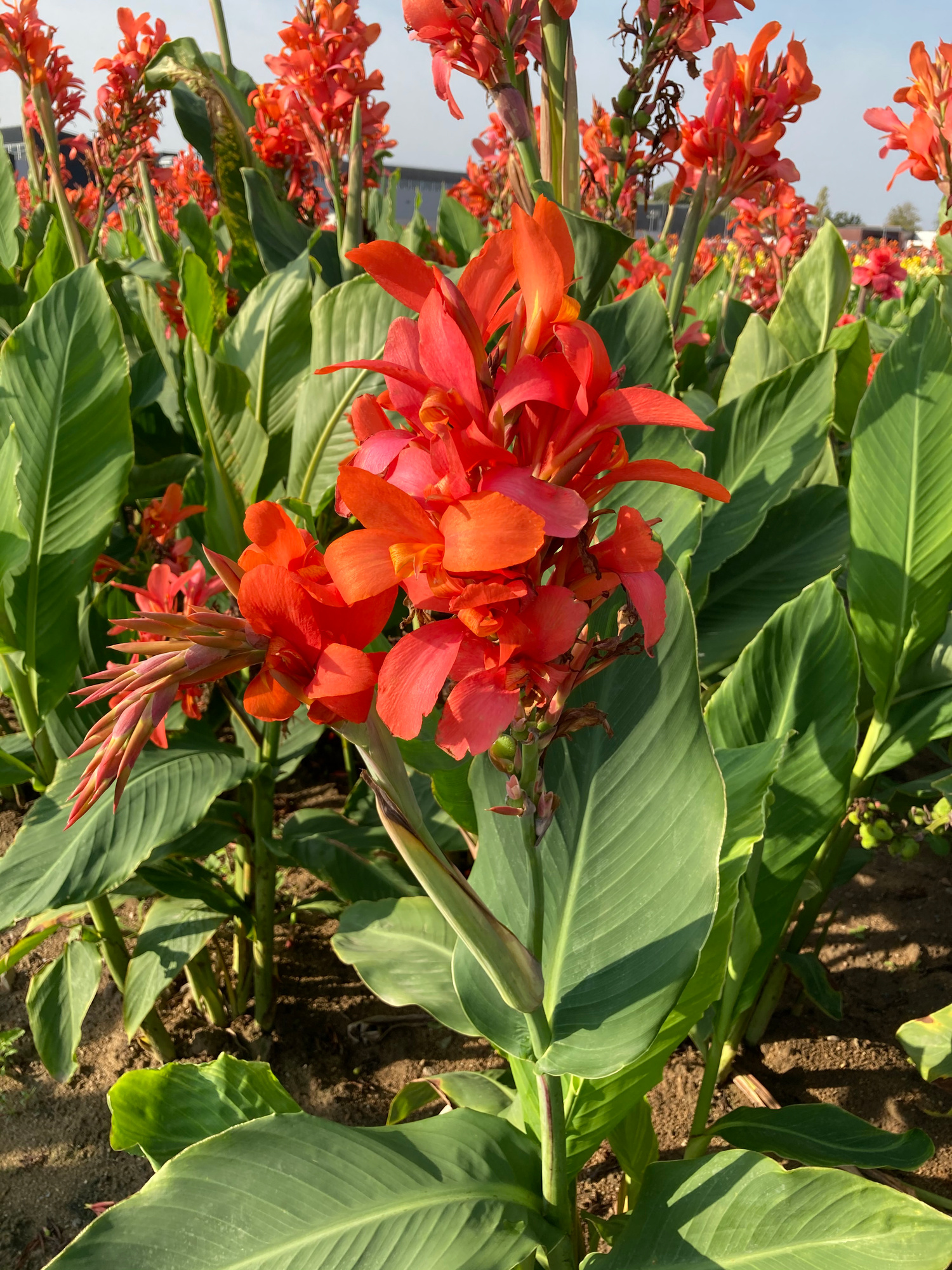 Canna Indiana