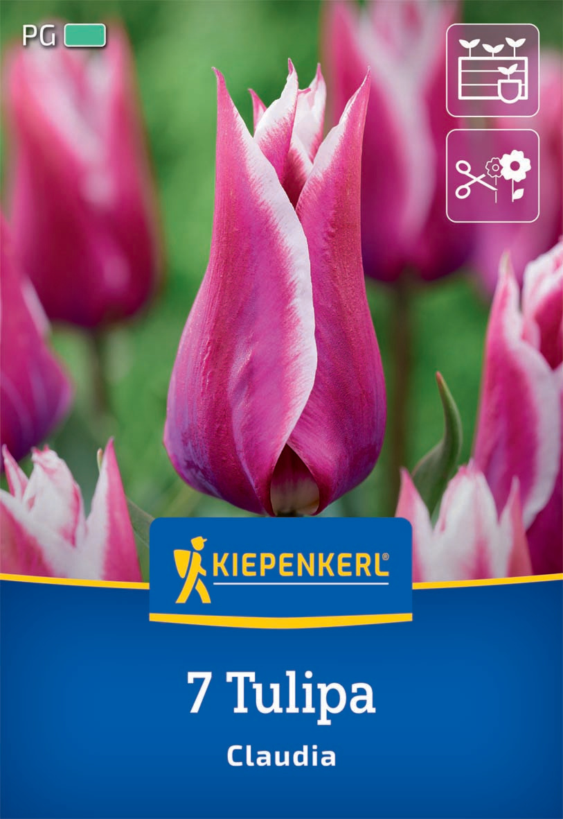Lilienblütige Tulpe Claudia