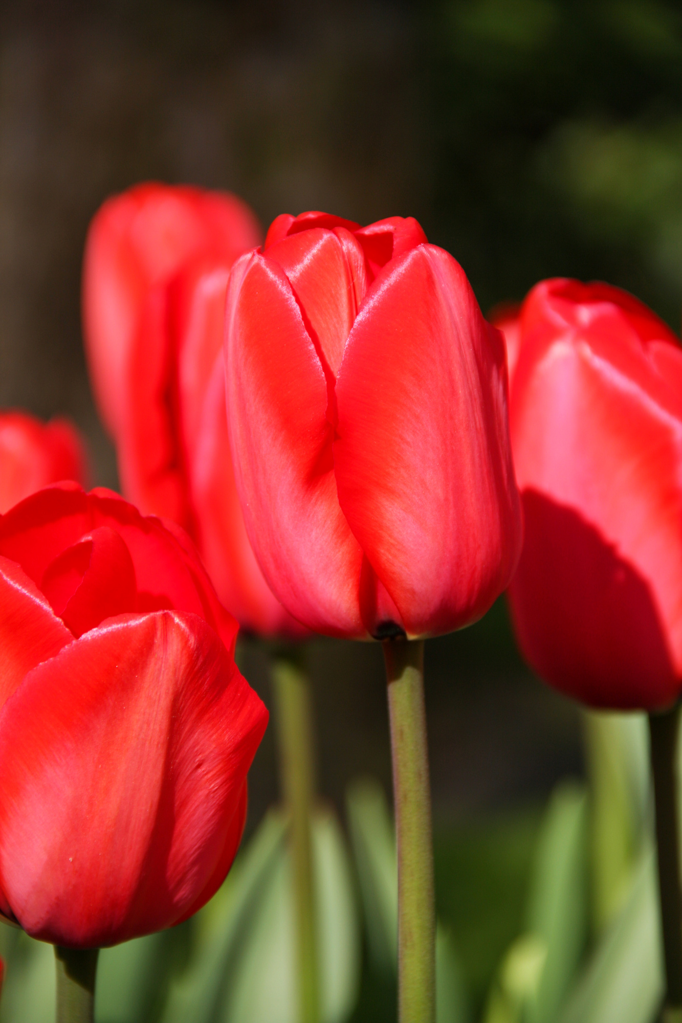 Darwin-Hybrid-Tulpen Red Impression Darwin-Hybrid-Tulpen Red Impression