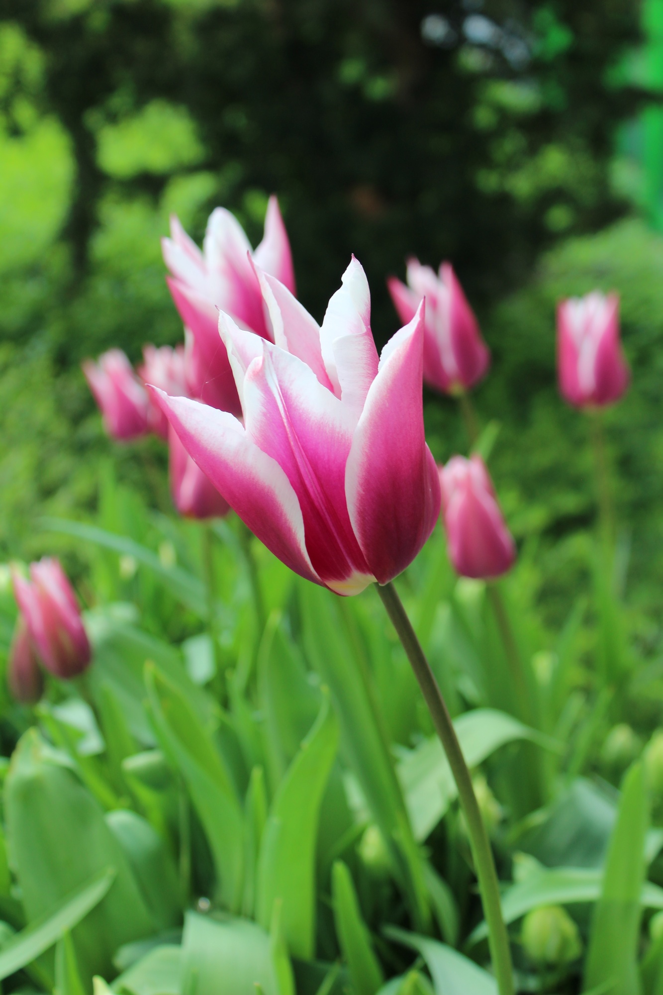 Lilienblütige Tulpen Claudia Lilienblütige Tulpen Claudia